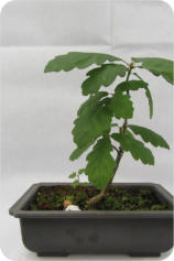 OAK TREE